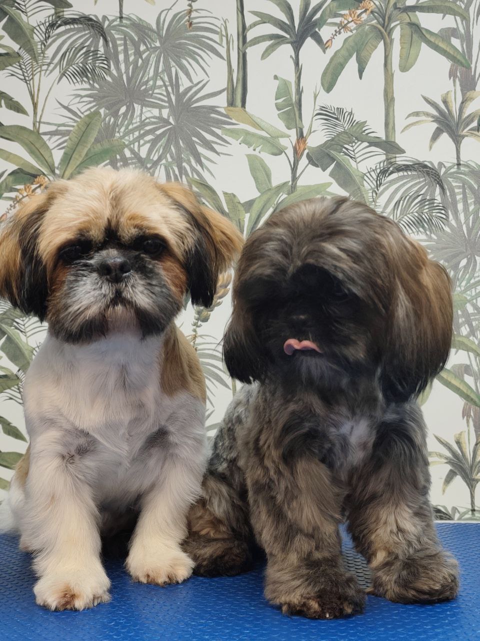Shih-Tzu